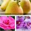 Avon Perceive Perfume Gift Set